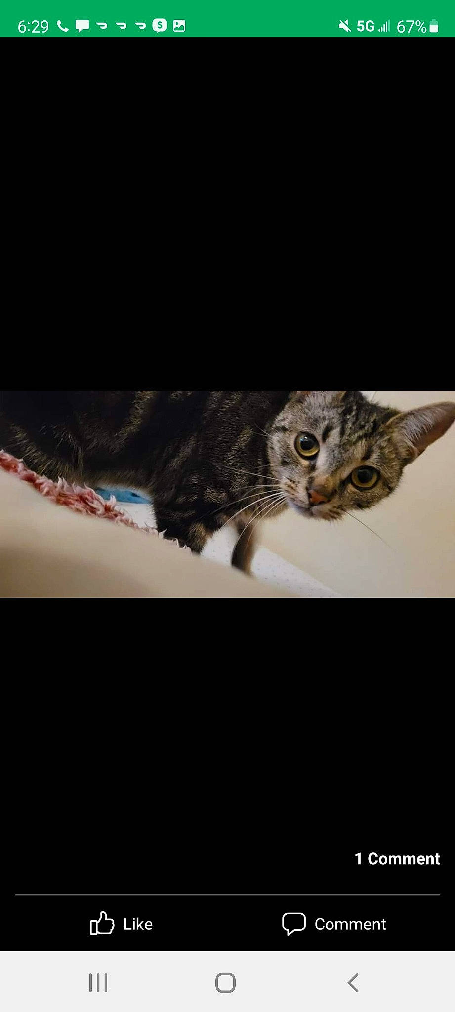 Anastasia joined the competition — help win amazing prizes! carnivore, cat, darkness, domestic_short_haired_cat, felidae, font, fur, pattern, paw, rectangle, small_to_medium_sized_cats, snout, still_life_photography, tail, terrestrial_animal, tints_and_shades, whiskers, wildlife, window, wood