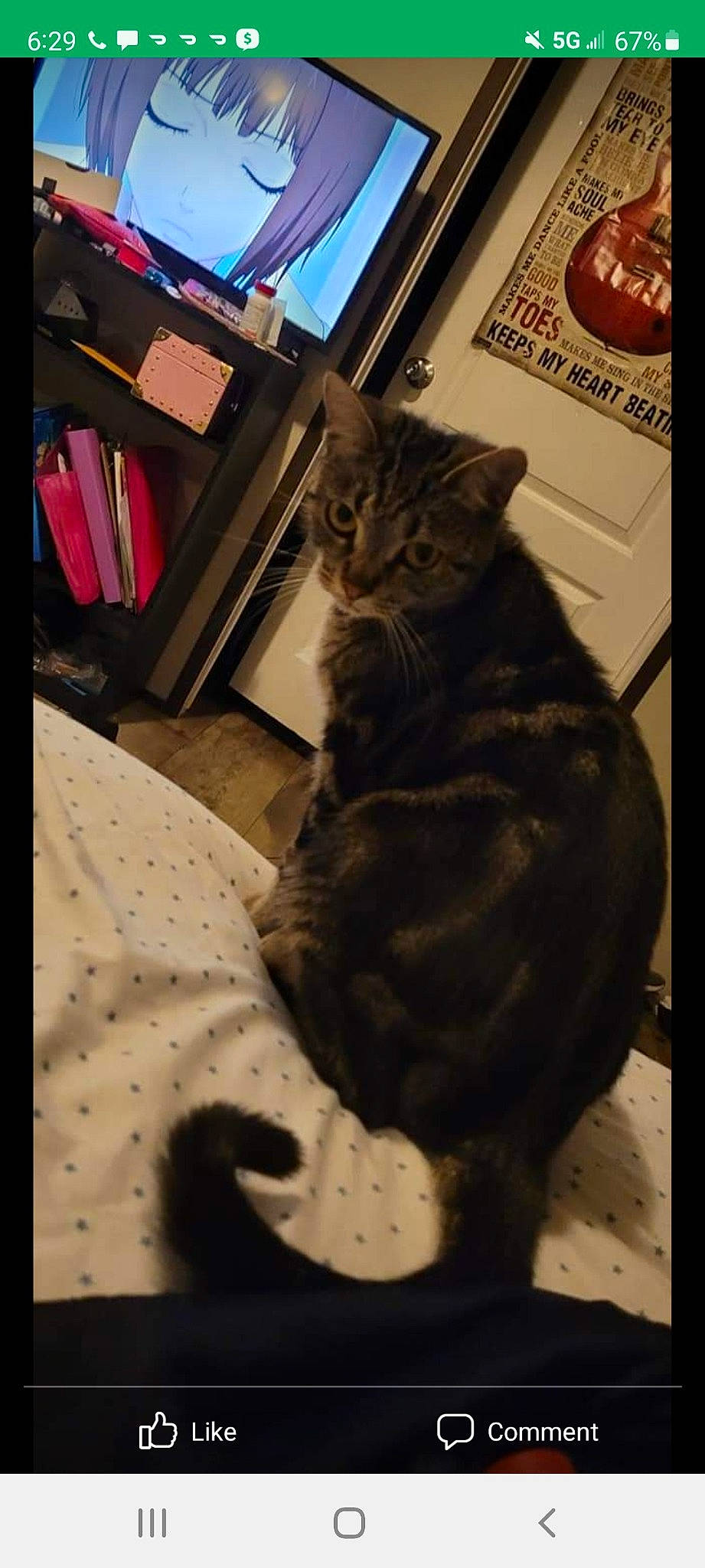 Anastasia joined the competition — help win amazing prizes! black_cat, carnivore, cat, claw, comfort, domestic_short_haired_cat, felidae, fur, linens, pattern, paw, rectangle, room, sitting, small_to_medium_sized_cats, snout, tail, tints_and_shades, whiskers, window