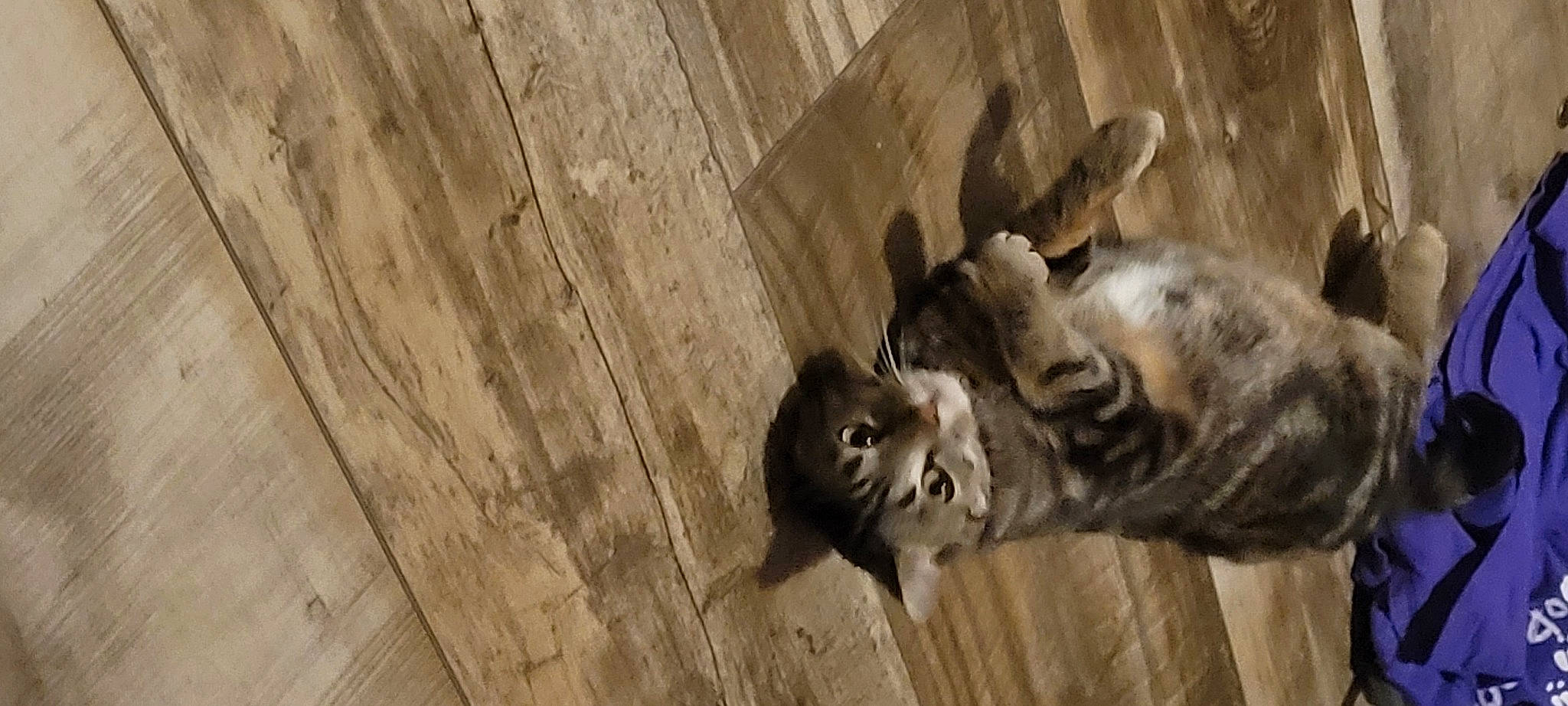 Anastasia is registered to the contest to win money with this photo: carnivore, cat, dog_breed, domestic_short_haired_cat, eye, fawn, felidae, flooring, fur, hardwood, plank, small_to_medium_sized_cats, snout, sporting_group, tail, terrestrial_animal, whiskers, window, wood, wood_stain