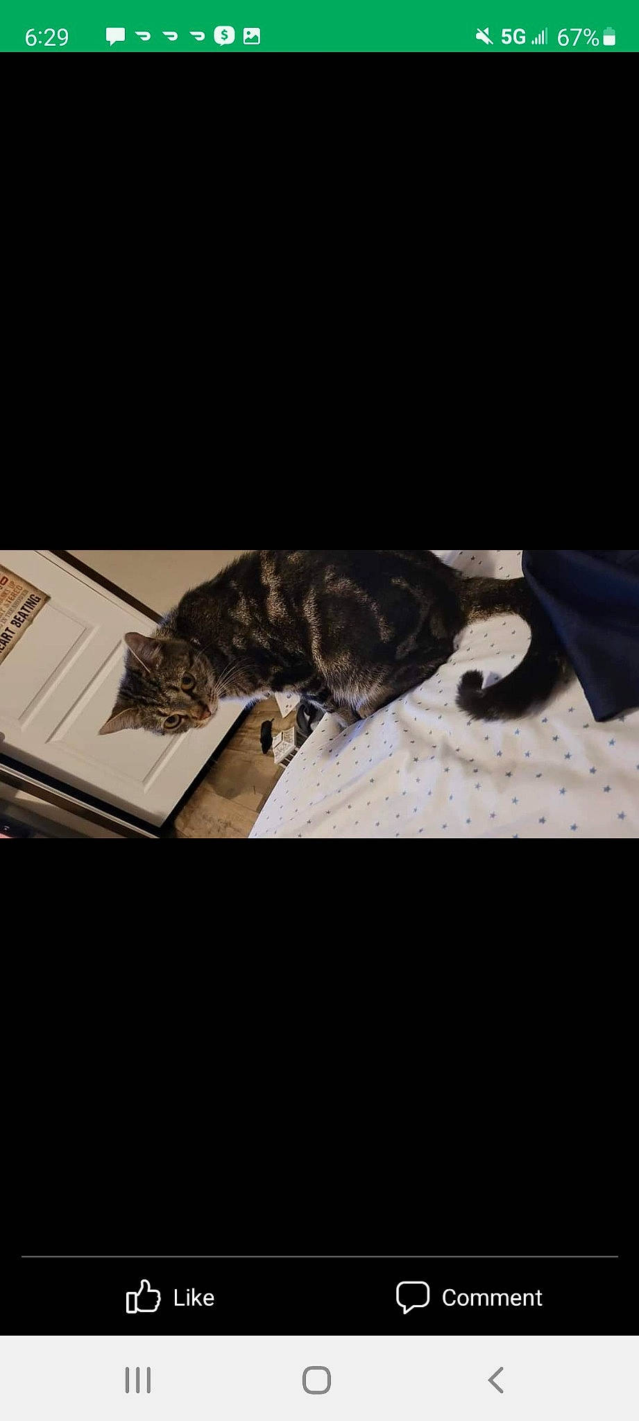 Anastasia joined the competition — help win amazing prizes! book, carnivore, cat, comfort, darkness, domestic_short_haired_cat, felidae, flooring, font, fur, monochrome_photography, paper_product, pattern, publication, room, sleeve, small_to_medium_sized_cats, tail, whiskers, wood