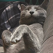 Storm joined the competition — help win amazing prizes! cat, grey_cat, sleeping, paws_curled, cozy, indoor, couch, blanket, relaxed, pet, feline, fur, whiskers, close_up, resting, animal, soft_light, comfortable, home, nap