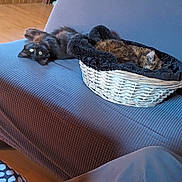 Croquette Molly a rejoint le concours — aidez-le/la à gagner de superbes lots ! cat, cats, couch, basket, indoor, furniture, pet, animal, relaxing, cozy, upside_down, wooden_floor, plant, window, blanket, person, pants, shoe, living_room, home