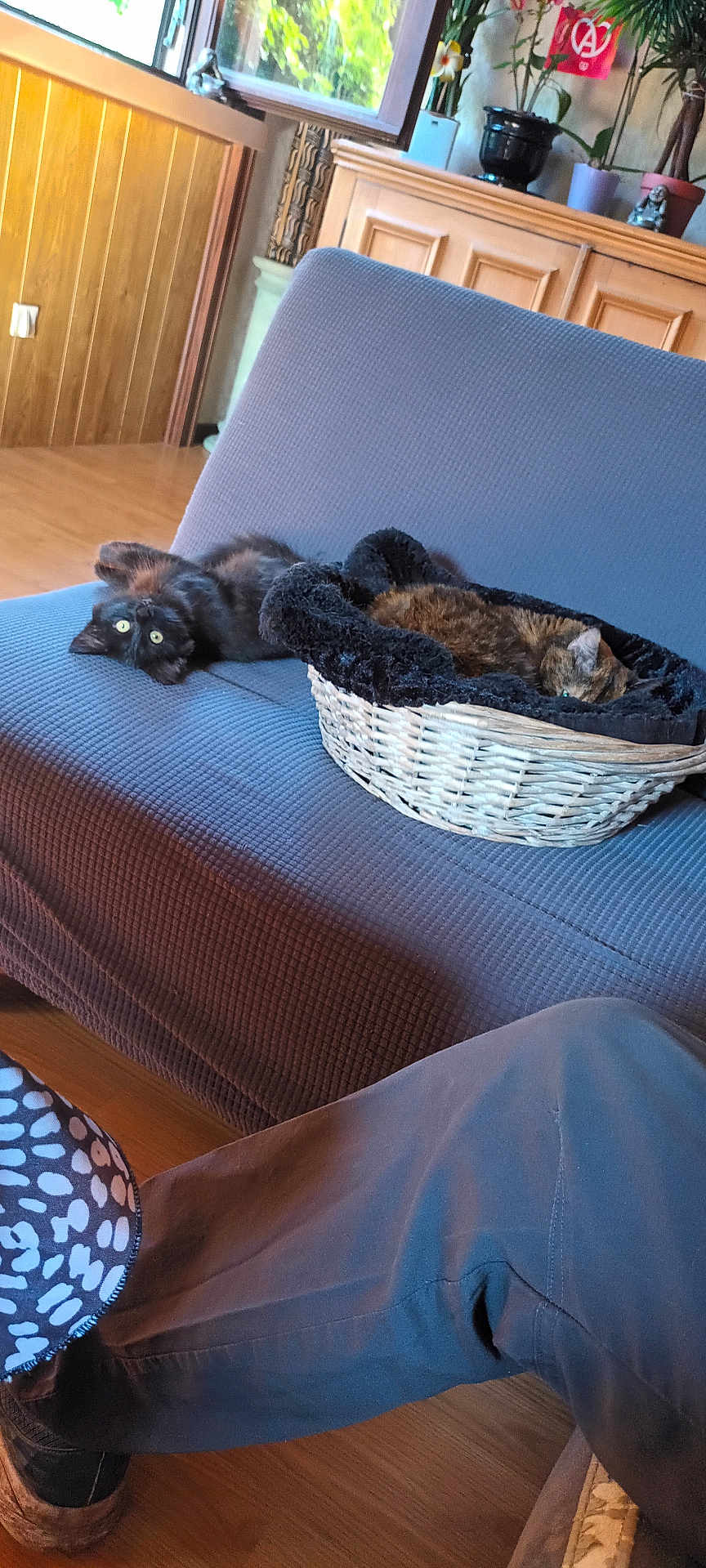 Croquette Molly a rejoint le concours — aidez-le/la à gagner de superbes lots ! cat, cats, couch, basket, indoor, furniture, pet, animal, relaxing, cozy, upside_down, wooden_floor, plant, window, blanket, person, pants, shoe, living_room, home