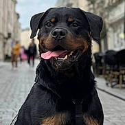 Rocky participe au concours pour gagner de l'argent avec cette photo : rottweiler, dog, pet, animal, outdoor, street, cobblestone, leash, happy, tongue_out, black_and_tan, canine, urban, buildings, daylight, smiling, fur, ears, portrait, heart_emoji