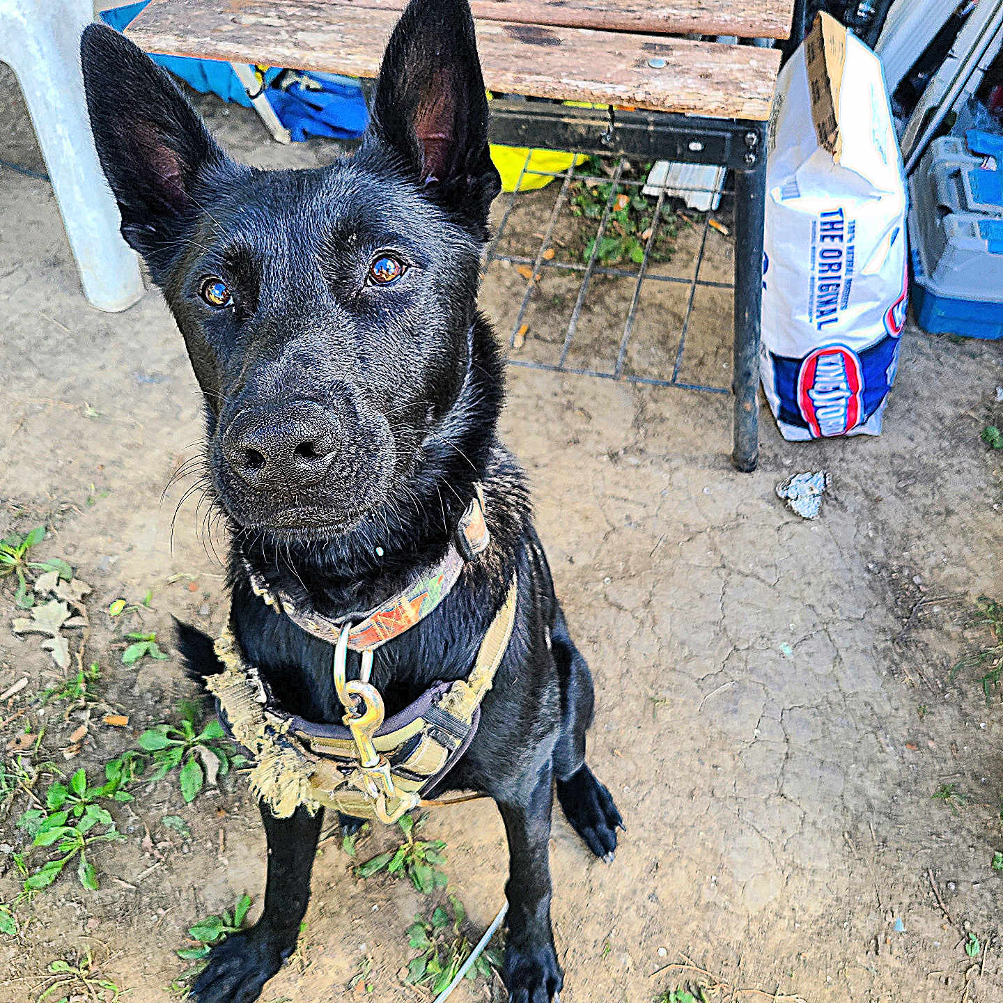 Bamboo joined the competition — help win amazing prizes! accessories, animal, can, canine, collar, dog, doghouse, furniture, germanshepherd, harness, labradorretriever, leash, pet, plywood, policedog, puppy, slate, strap, tin, wood