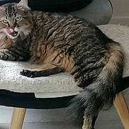 Saura participe au concours pour gagner de l'argent avec cette photo : cat, tabby, fluffy, feline, pet, animal, indoor, chair, blanket, texture, fur, tongue, licking, green_eyes, relaxed, cozy, wooden_legs, floor, home, cute