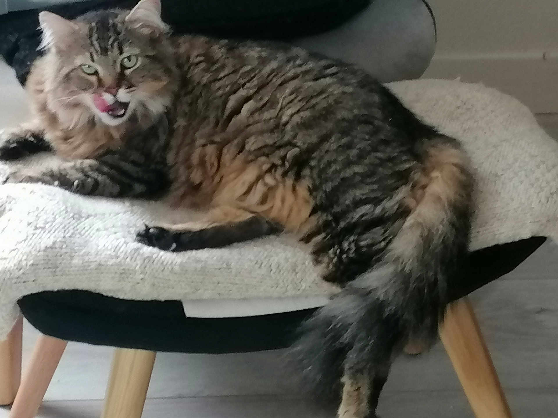 Saura participe au concours pour gagner de l'argent avec cette photo : cat, tabby, fluffy, feline, pet, animal, indoor, chair, blanket, texture, fur, tongue, licking, green_eyes, relaxed, cozy, wooden_legs, floor, home, cute