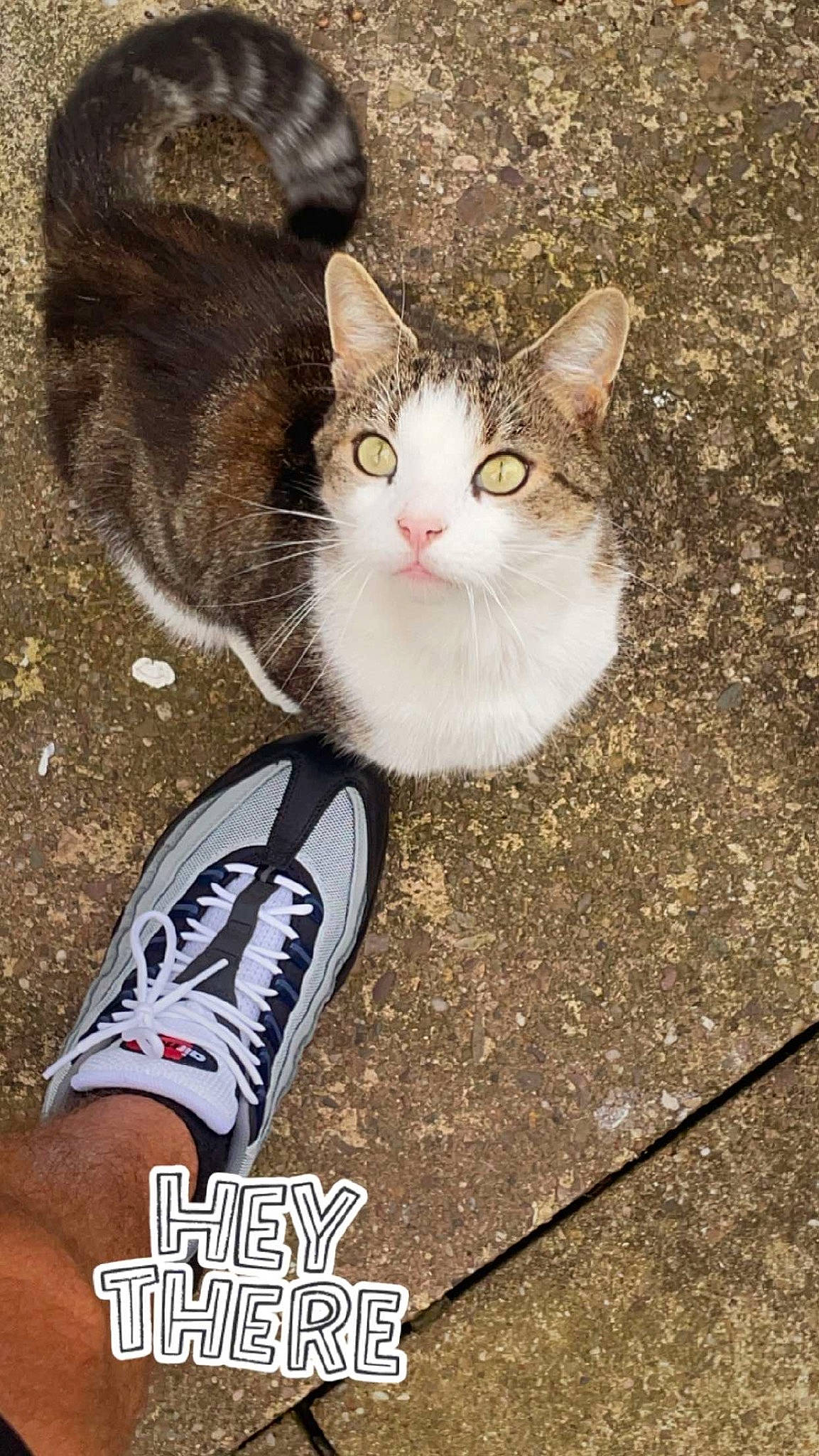 Ghost joined the competition — help win amazing prizes! asphalt, athletic_shoe, carnivore, cat, domestic_short_haired_cat, fashion_accessory, felidae, foot, fur, human_leg, leg, outdoor_shoe, paw, road_surface, sitting, small_to_medium_sized_cats, snout, tail, walking_shoe, whiskers