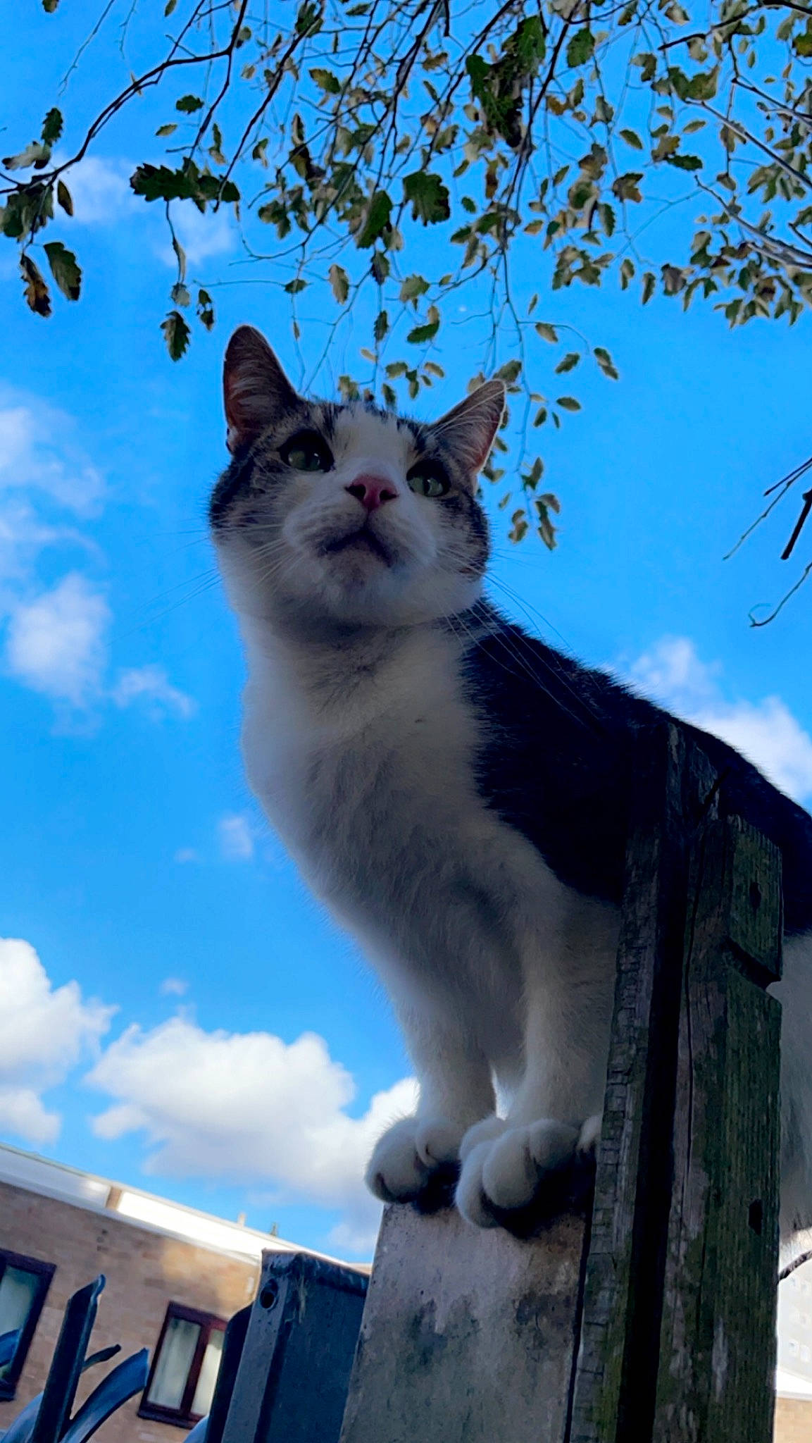 Ghost joined the competition — help win amazing prizes! art, blue, carnivore, cat, cloud, daytime, domestic_short_haired_cat, electric_blue, felidae, fur, sky, small_to_medium_sized_cats, snout, tail, tree, trunk, twig, whiskers, window, wood