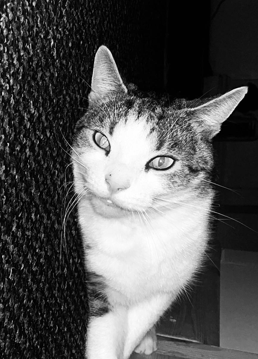 Ghost is registered to the contest to win money with this photo: art, black_and_white, carnivore, cat, domestic_short_haired_cat, ear, eye, felidae, fur, head, monochrome, monochrome_photography, paw, small_to_medium_sized_cats, snout, tail, tree, whiskers