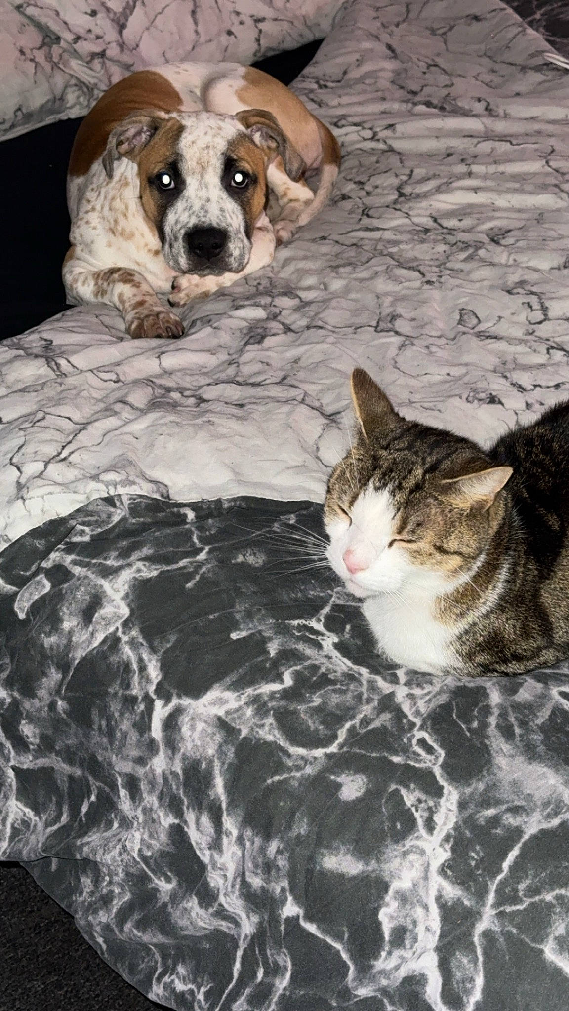 Ghost is registered to the contest to win money with this photo: carnivore, cat, comfort, companion_dog, dog, dog_breed, dog_supply, domestic_short_haired_cat, felidae, fur, hound, linens, mammal, scent_hound, small_to_medium_sized_cats, snout, tail, vertebrate, water, whiskers