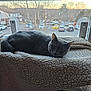 animal, cat, cozy, daylight, domestic_cat, fluffy, furniture, gray_cat, indoor, looking, parking_lot, perch, pet, relaxed, resting, soft_texture, suburban, sunset, trees, window