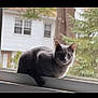 Loretta is registered to the contest to win money with this photo: cat, gray_cat, windowsill, window, mesh_screen, outdoor, tree, house, suburban, pet, animal, feline, resting, looking, daylight, nature, domestic, calm, quiet, indoor