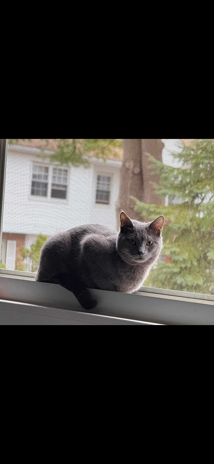 Loretta is registered to the contest to win money with this photo: cat, gray_cat, windowsill, window, mesh_screen, outdoor, tree, house, suburban, pet, animal, feline, resting, looking, daylight, nature, domestic, calm, quiet, indoor
