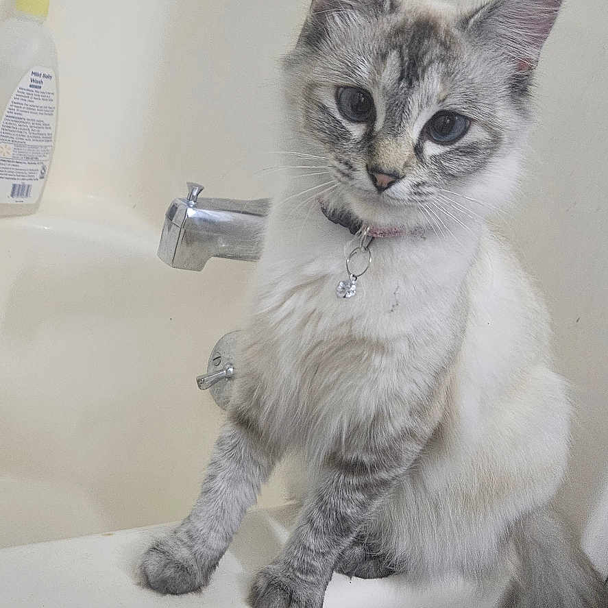 Kamiko is registered to the contest to win money with this photo: abyssinian, angora, animal, bathing, bathroom, bathtub, brush, cat, device, indoors, kitten, manx, person, pet, room, siamese, sink, tap, tool, tub
