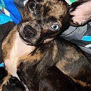 Puzzle is registered to the contest to win money with this photo: dog, brindle, heterochromia, blue_eye, brown_eye, pet, animal, canine, ears, fur, blanket, indoor, cute, portrait, lying_down, closeup, alert, resting, companion, mammal