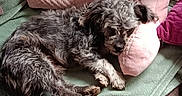 Matcho a rejoint le concours — aidez-le/la à gagner de superbes lots ! animal, blanket, bunny_design, couch, cozy, cute, dog, fur, gray_dog, green_blanket, home, indoor, pet, pink_pillow, plush_pillow, relaxation, resting, sleeping, snuggling, soft_texture