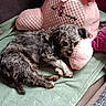 animal, blanket, bunny_design, couch, cozy, cute, dog, fur, gray_dog, green_blanket, home, indoor, pet, pink_pillow, plush_pillow, relaxation, resting, sleeping, snuggling, soft_texture