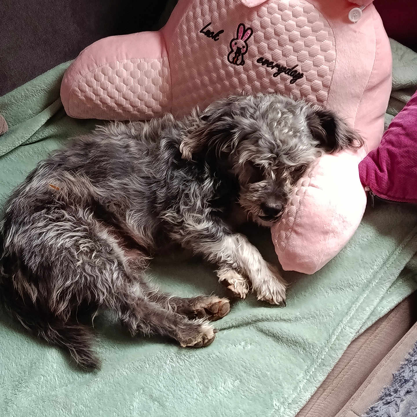 Matcho a rejoint le concours — aidez-le/la à gagner de superbes lots ! animal, blanket, bunny_design, couch, cozy, cute, dog, fur, gray_dog, green_blanket, home, indoor, pet, pink_pillow, plush_pillow, relaxation, resting, sleeping, snuggling, soft_texture
