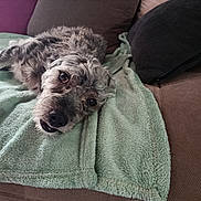 Matcho participe au concours pour gagner de l'argent avec cette photo : animal, brown, companion, couch, cozy, cute, dog, domestic_animal, eyes, face, fur, green, indoor, laying_down, nose, pet, pillow, relaxing, resting, towel