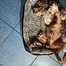 Matcho a rejoint le concours — aidez-le/la à gagner de superbes lots ! animal, bed, canine, cozy, curly_fur, cute, dog, domestic_animal, fluffy, fur, indoor, laying_down, napping, paw, pet_bed, relaxed, resting, sleeping, snout, tile_floor