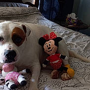 Nova joined the competition — help win amazing prizes! dog, bed, plush_toy, minnie_mouse, stuffed_animal, white_dog, brown_patch, bedspread, indoor, furniture, door, curtains, table, tissue_box, relaxed, animal, pet, cute, looking_at_camera, cozy