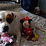 dog, bed, plush_toy, minnie_mouse, stuffed_animal, white_dog, brown_patch, bedspread, indoor, furniture, door, curtains, table, tissue_box, relaxed, animal, pet, cute, looking_at_camera, cozy