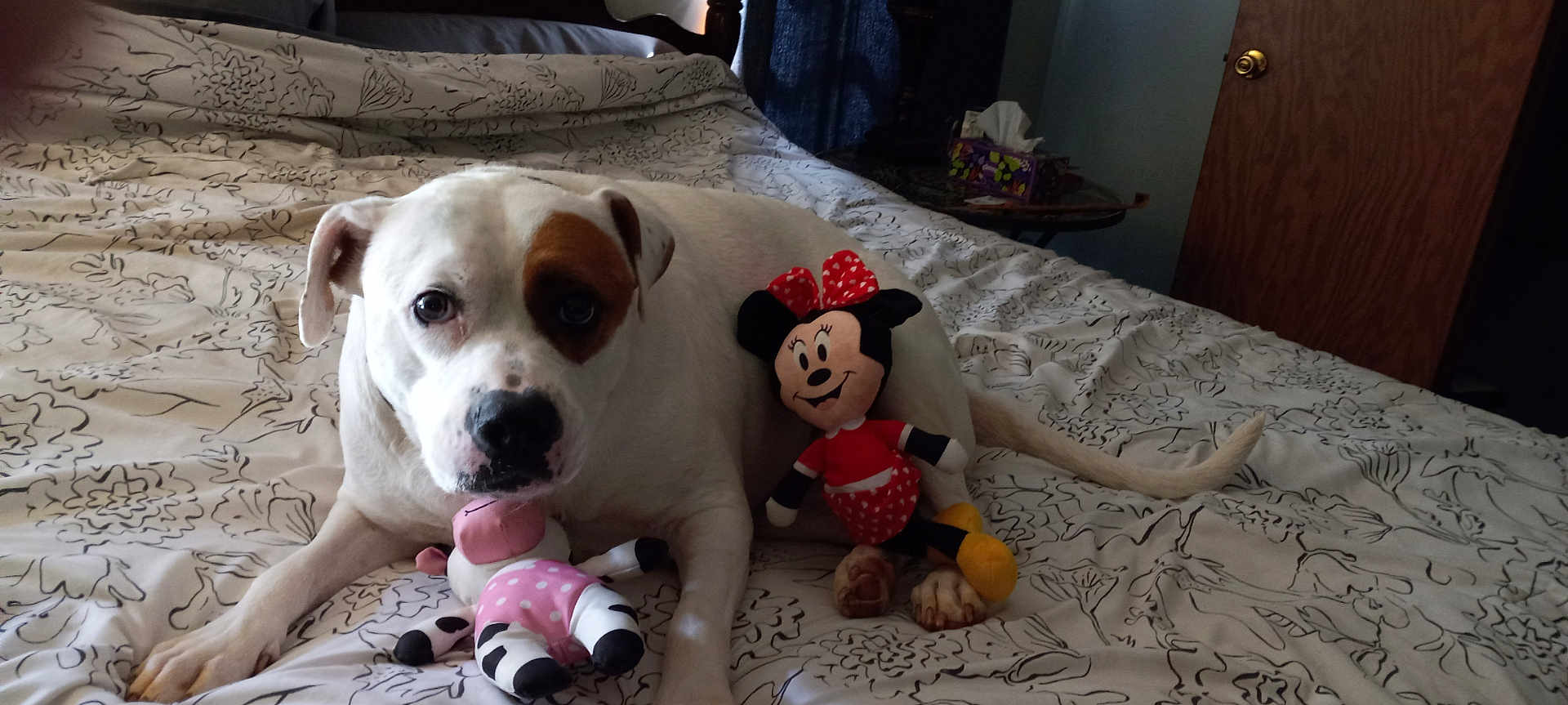 Nova joined the competition — help win amazing prizes! dog, bed, plush_toy, minnie_mouse, stuffed_animal, white_dog, brown_patch, bedspread, indoor, furniture, door, curtains, table, tissue_box, relaxed, animal, pet, cute, looking_at_camera, cozy