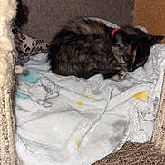 Chakra joined the competition — help win amazing prizes! cat, kitten, sleeping, tortoiseshell, pink_collar, blanket, pet_bed, cat_house, indoor, carpet, cozy, fur, nap, curled_up, plush_blanket, cardboard, scratcher, soft_texture, closeup, whiskers