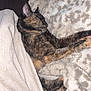 cat, tortoiseshell_cat, sleeping, blanket, cozy, fur, pet, pillow, couch, indoor, closeup, relaxed, whiskers, ear, paw, pattern, soft_texture, nap, flash_photography, home