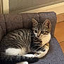 cat, kitten, tabby, white_paws, gray_chair, indoor, curious, seated, feline, pet, animal, striped, whiskers, ears, tail, floor, furniture, cozy, young, alert