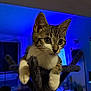 cat, kitten, tabby, pet, indoor, feline, animal, whiskers, ears, curious, claws, playing, furniture, home, blue_light, cat_tree, paws, closeup, young, cute