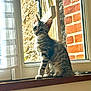 cat, kitten, tabby, windowsill, window, sunlight, indoor, curious, pet, animal, feline, striped, young, sitting, looking, daylight, brick_wall, curtain, wood, home
