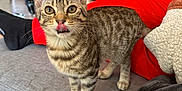 Vyn participe au concours pour gagner de l'argent avec cette photo : animal, black_socks, cat, couch, cozy, curious, ears, floor, furniture, home, indoor, kitten, person, pet, plant, red_pants, striped, tabby, tongue_out, whiskers