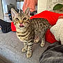 cat, kitten, tabby, tongue_out, couch, indoor, home, furniture, person, red_pants, black_socks, cozy, curious, pet, animal, striped, whiskers, ears, floor, plant