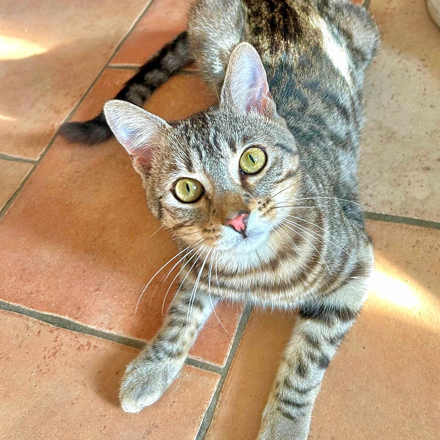 Vyn participe au concours pour gagner de l'argent avec cette photo : animal, cat, curious, cute, domestic, ears, feline, floor, fur, green_eyes, indoor, laying, looking_up, pet, pink_nose, striped, sunlight, tabby, tile, whiskers