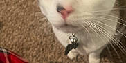 Dior joined the competition — help win amazing prizes! blue_eyes, blurred, cable, carpet, cat, close_up, collar, curious, domestic_animal, fabric, feline, floor, fur, indoor, pattern, pet, pink_nose, red_plaid, tabby, whiskers