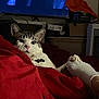 Dior is registered to the contest to win money with this photo: animal, blanket, cat, comfort, companion, cozy, curious, domestic, feline, foot, home, indoor, living_room, pet, red_blanket, relaxed, resting, sleepy, television, white_sock