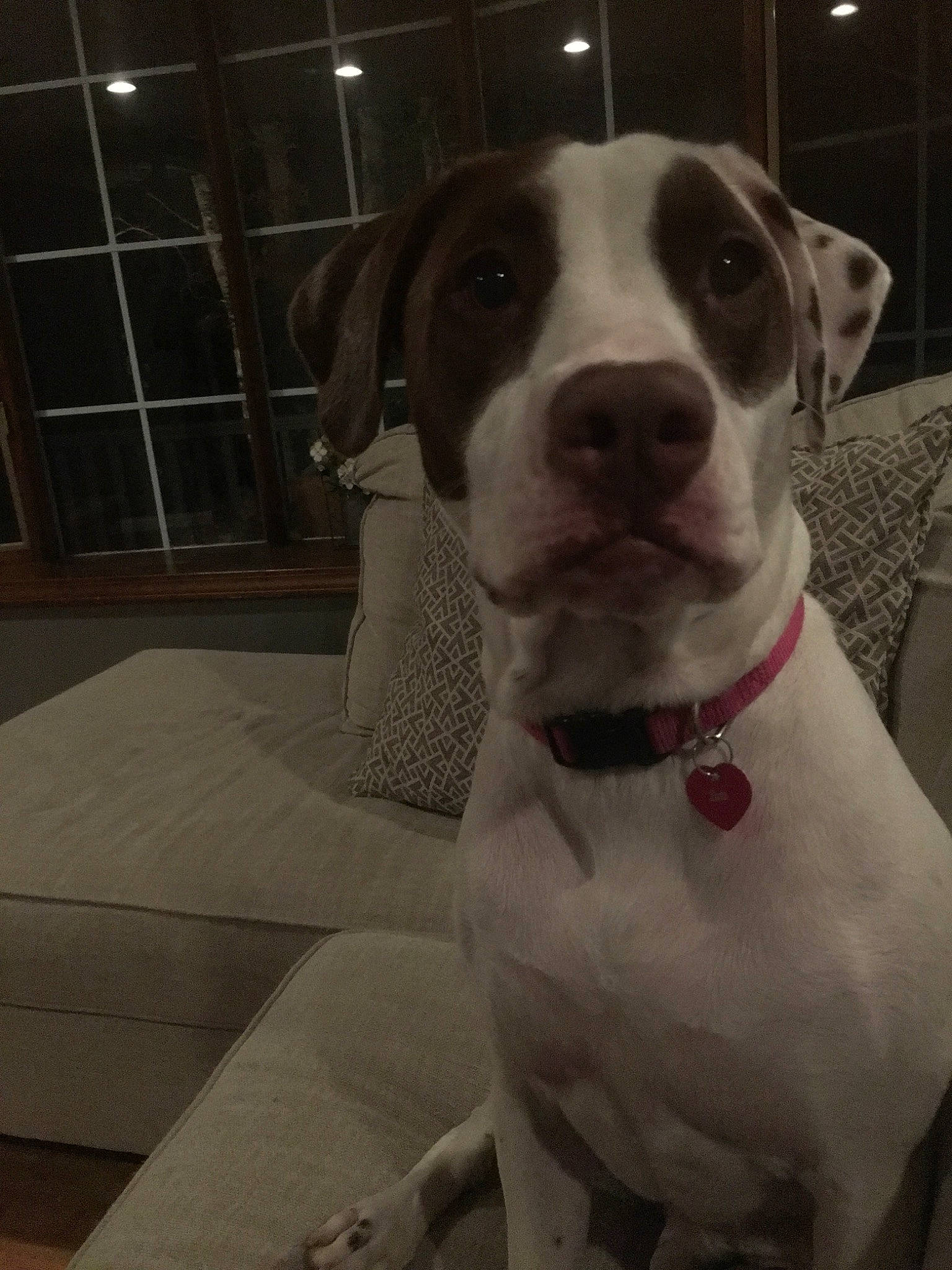 Bam joined the competition — help win amazing prizes! american_bulldog, american_pit_bull_terrier, canidae, carnivore, dog, dog_breed, dog_collar, ear, fawn, mammal, non_sporting_group, nose, pit_bull, pointer, rare_breed_dog, snout, sporting_group, tail, vertebrate, whiskers