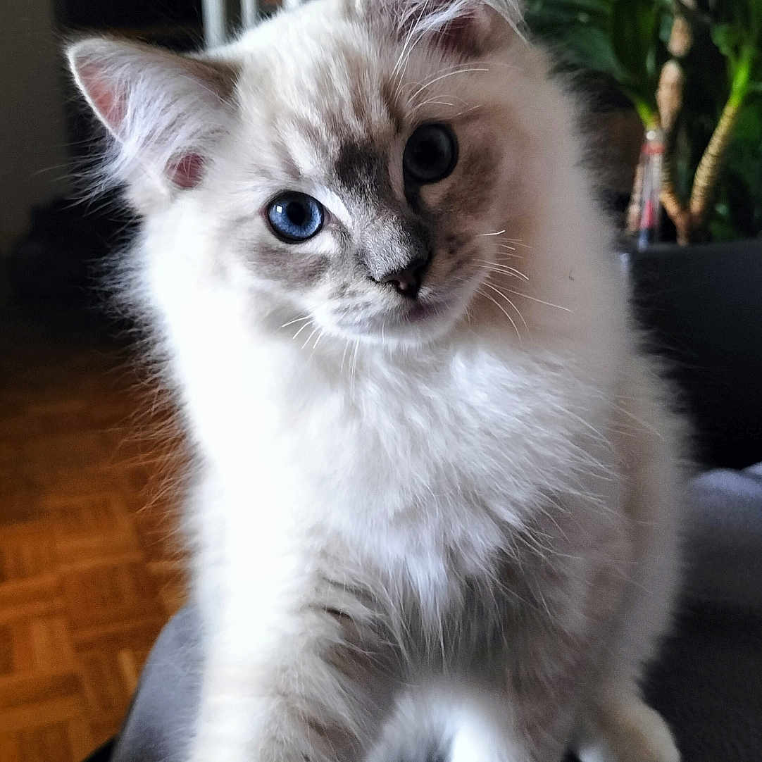 Wazaaa a rejoint le concours — aidez-le/la à gagner de superbes lots ! abyssinian, angora, animal, cat, hardwood, kitten, manx, pet, plywood, siamese, wood