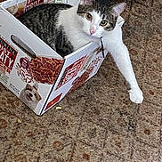 Bobbie is registered to the contest to win money with this photo: cat, box, carpet, indoor, pet_food_box, curious, white_and_gray, paw, looking, animal, feline, resting, cute, domestic_cat, floor, patterned_carpet, relaxed, close_up, home, pet