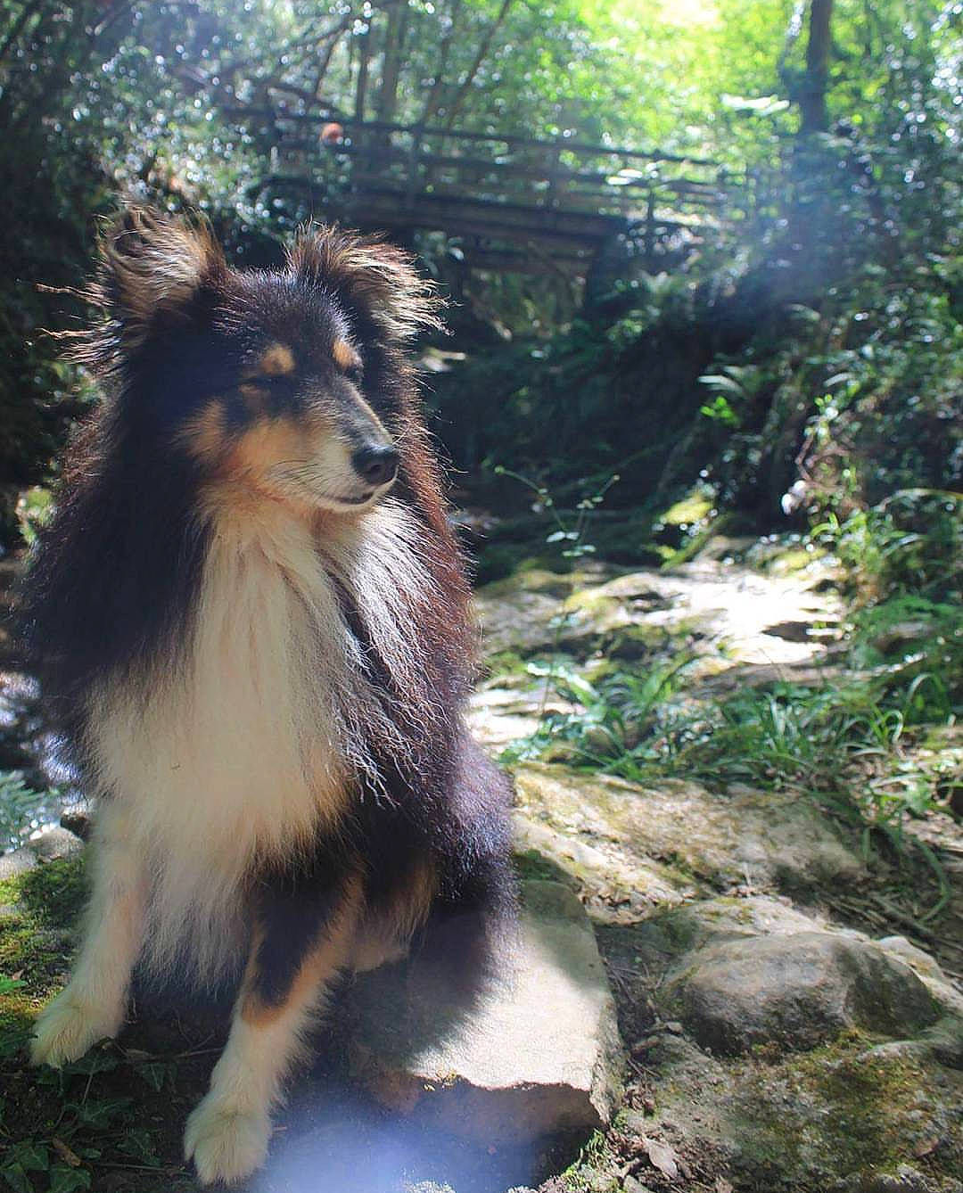 Hedjy a rejoint le concours — aidez-le/la à gagner de superbes lots ! canidae, carnivore, collie, companion_dog, dog, dog_breed, fawn, herding_dog, mammal, rough_collie, scotch_collie, shetland_sheepdog, vertebrate