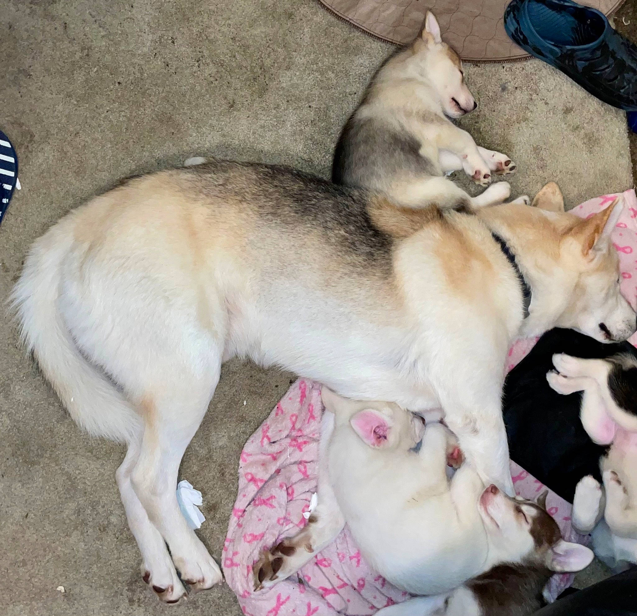 Blaze joined the competition — help win amazing prizes! ancient_dog_breeds, canidae, canis, carnivore, collar, comfort, companion_dog, dog, dog_breed, dog_supply, fawn, fur, nap, non_sporting_group, paw, sleep, snout, sporting_group, tail, working_dog