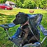 Carly joined the competition — help win amazing prizes! animal, backyard, barn, black_dog, camping_chair, car, collar, daytime, dog, grass, greenery, leash, nature, outdoor, pet, resting, seat, summer, sunny, trees