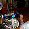 Carly joined the competition — help win amazing prizes! accessory, black_dog, canine, casual, closeup, collar, companion, cool, dog, domestic_animal, floor, foot, furniture, household, indoor, living_room, pet, portrait, relaxed, sunglasses
