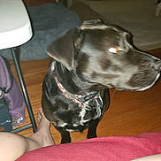 Carly is registered to the contest to win money with this photo: animal, backpack, black_dog, blurry, canine, carpet, closeup, collar, dog, domestic, floor, furniture, home, indoor, person_leg, pet, pet_accessory, sitting, table_leg, wooden_floor
