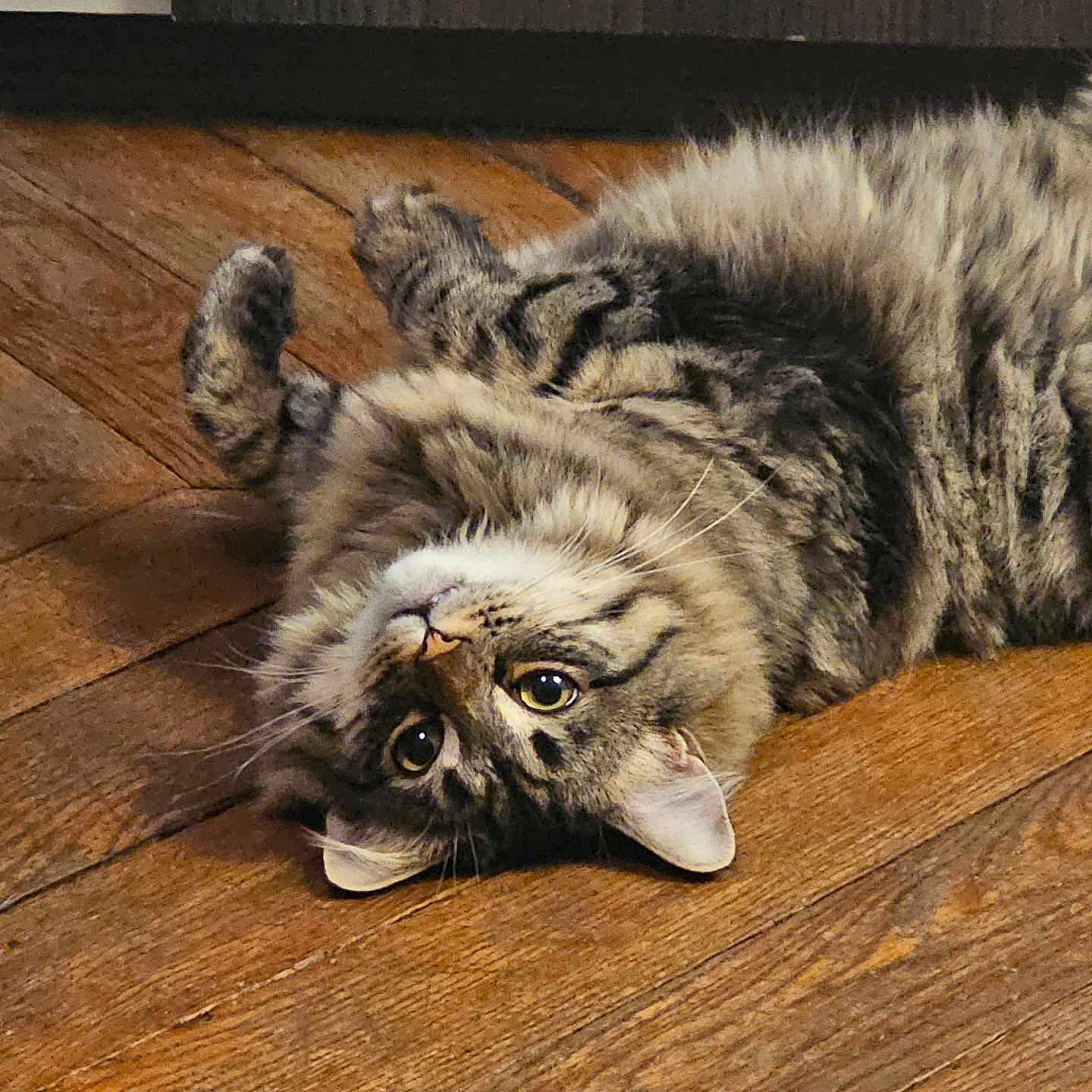 Revan a rejoint le concours — aidez-le/la à gagner de superbes lots ! abyssinian, animal, brasssection, cat, clothing, couch, footwear, furniture, hardwood, horn, indoors, interiordesign, kitten, manx, musicalinstrument, pet, plywood, shoe, stainedwood, wood