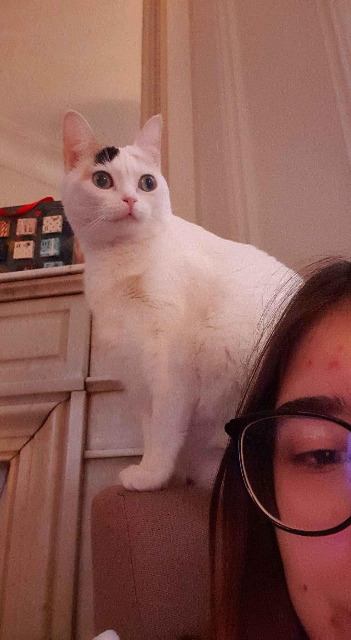 Kopa participe au concours pour gagner de l'argent avec cette photo : bookcase, carnivore, cat, comfort, domestic_short_haired_cat, ear, eyelash, eyewear, fawn, felidae, fur, glasses, pet_supply, shelf, shelving, small_to_medium_sized_cats, snout, tail, whiskers