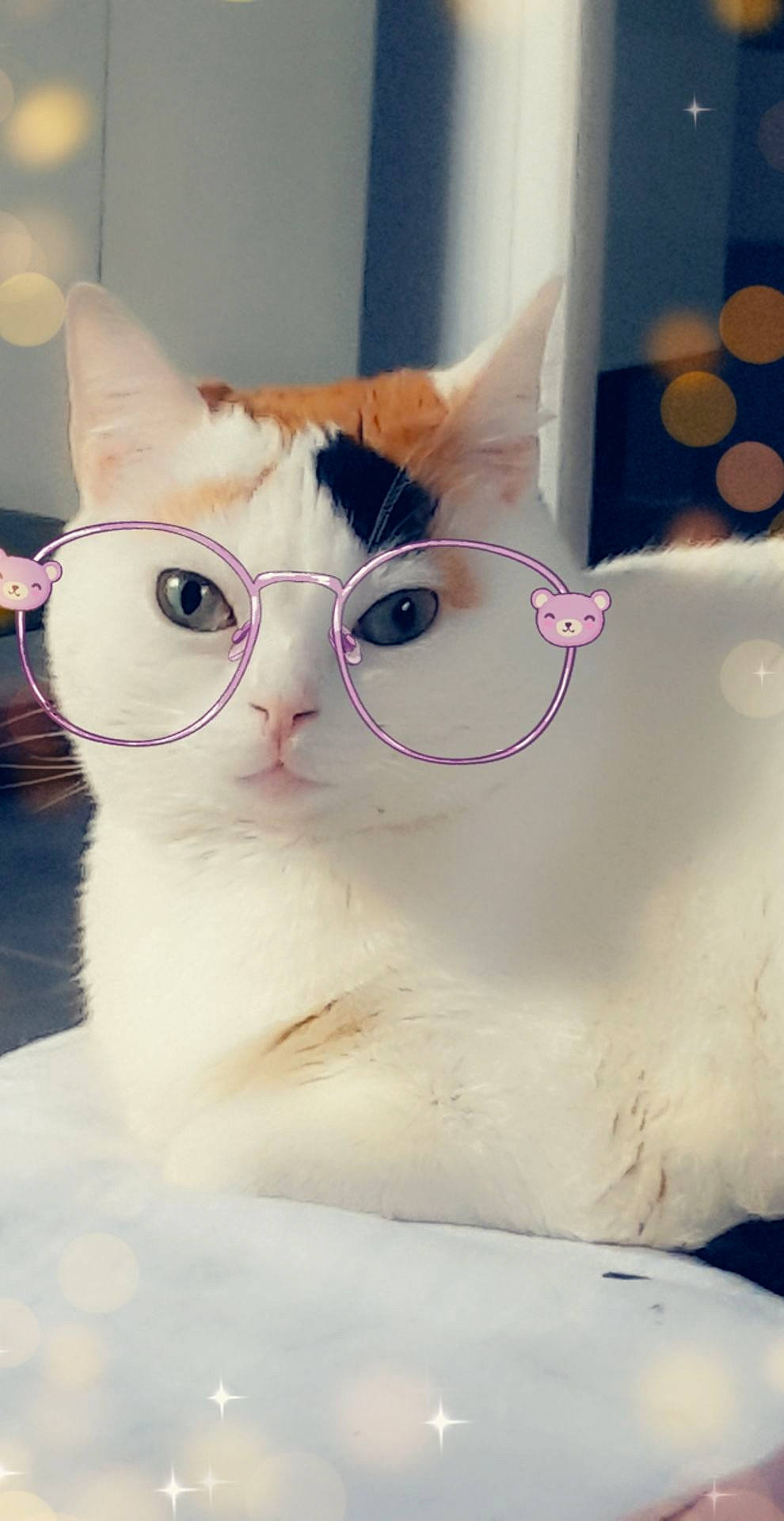 Kopa a rejoint le concours — aidez-le/la à gagner de superbes lots ! carnivore, cat, collar, domestic_short_haired_cat, felidae, fur, paw, pet_supply, small_to_medium_sized_cats, snout, square, tail, whiskers, window