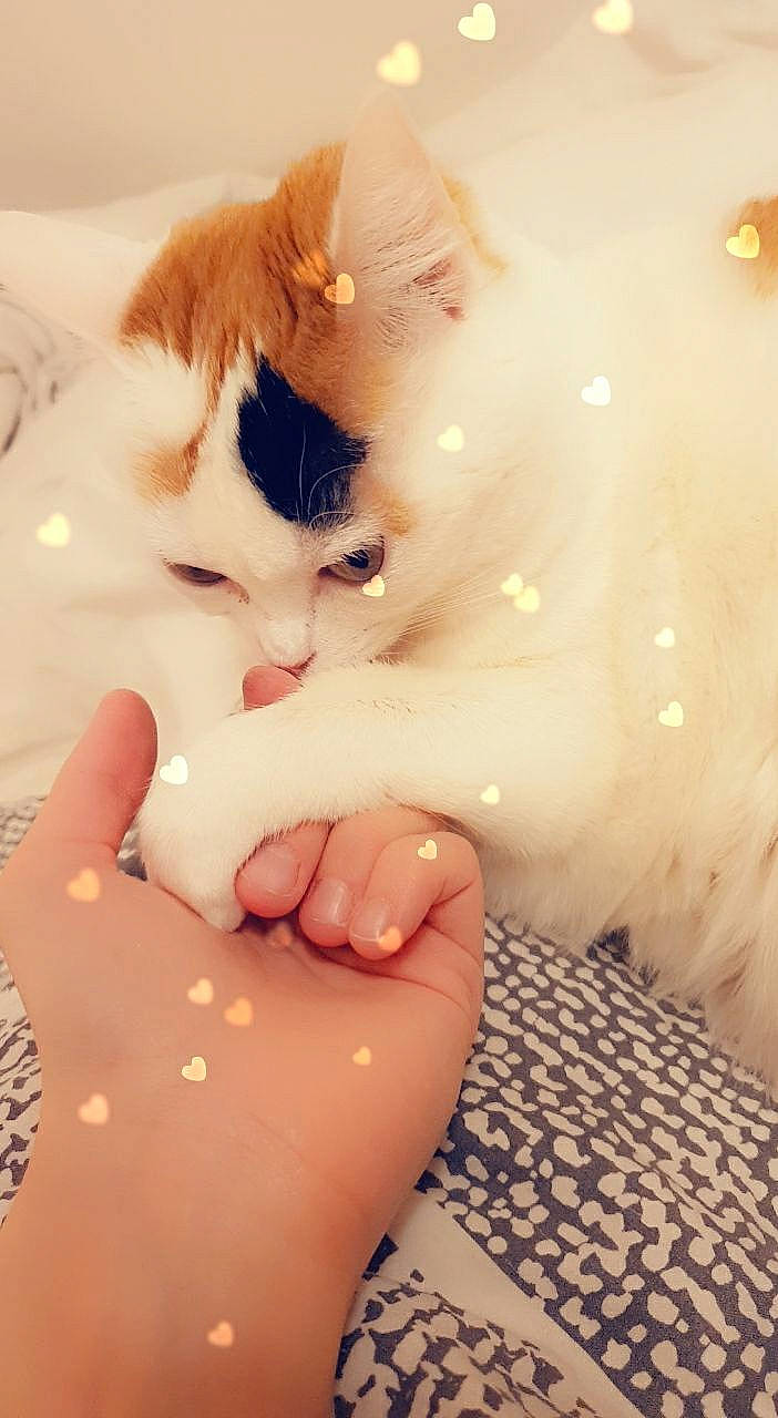 Kopa a rejoint le concours — aidez-le/la à gagner de superbes lots ! carnivore, cat, chest, eyelash, fawn, felidae, finger, gesture, hair, jaw, leg, neck, skin, small_to_medium_sized_cats, sunglasses, thigh, thumb, trunk, whiskers, wrist